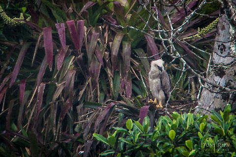 Harpy Eagle Chick Harpy Eagle Chick, Bladen Nature Reserve, Belize BNR,Belize,Bladen,Bladen Nature Reserve,Harpia harpyja,Harpy Eagle,Ya'axche,Ya'axchè,rainforest