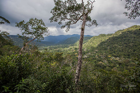 Bladen Valley TR_130204_Bladen5828 - Bladen Nature Reserve, Belize BNR,Belize,Bladen,Bladen Nature Reserve,Ya'axche,Ya'axch&egrave;,rainforest