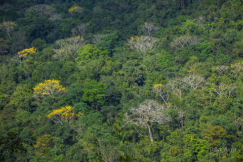 Blooming Trees Blooming trees in Bladen Nature Reserve, Belize BNR,Belize,Bladen,Bladen Nature Reserve,Ya'axche,Ya'axch&egrave;,rainforest