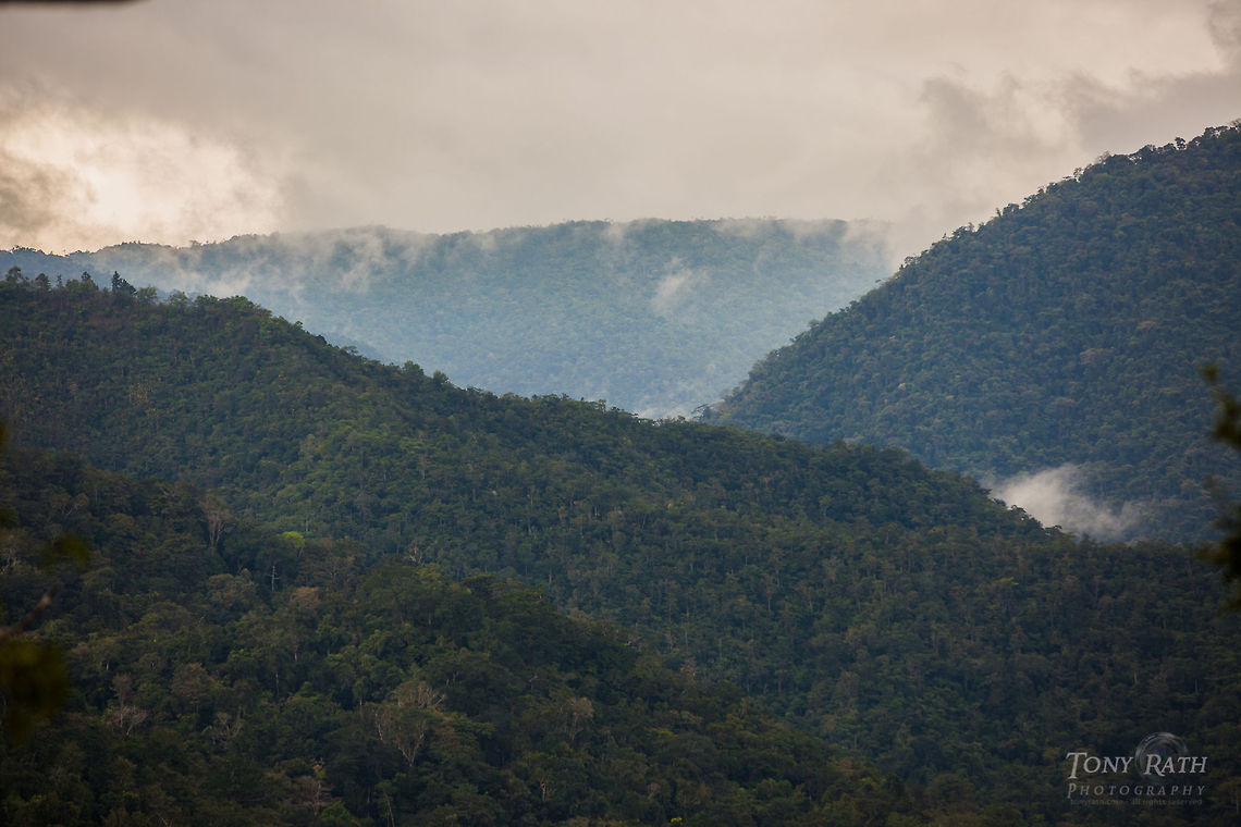 The Upper Bladen Valley TR_130204_Bladen5833 - Upper Bladen Valley, Bladen Nature Reserve,Belize BNR,Belize,Bladen,Bladen Nature Reserve,Ya'axche,Ya'axch&egrave;,rainforest