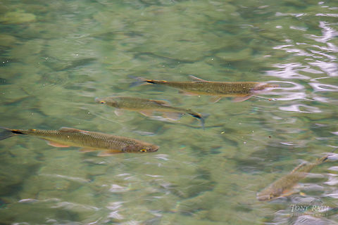 Unknown Freshwater Fish TR_130204_Bladen7218 - Unknown freshwater fish, Bladen River, Bladen Nature Reserve, Belize BNR,Belize,Bladen,Bladen Nature Reserve,Ya'axche,Ya'axchè,rainforest