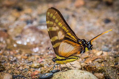 Orange Kite-Swallowtail (Protographium thyastes) Protographium thyastes, Bladen Nature Reserve, Belize BNR,Belize,Bladen,Bladen Nature Reserve,Protographium thyastes,Ya'axche,Ya'axch&egrave;,rainforest