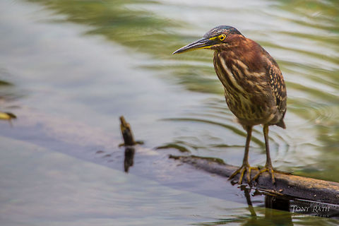 Green Heron Green Heron, Bladen Nature Reserve, Belize BNR,Belize,Bladen,Bladen Nature Reserve,Butorides virescens,Green Heron,Ya'axche,Ya'axch&egrave;,rainforest