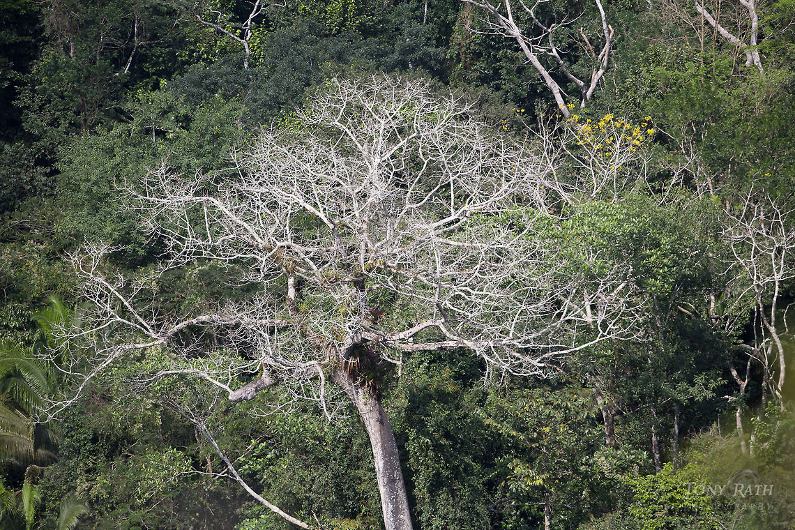 Ceiba Tree Ceiba Tree with harpy eagle nest, Bladen Nature Reserve, Belize BNR,Belize,Bladen,Bladen Nature Reserve,Ya'axche,Ya'axch&egrave;,rainforest
