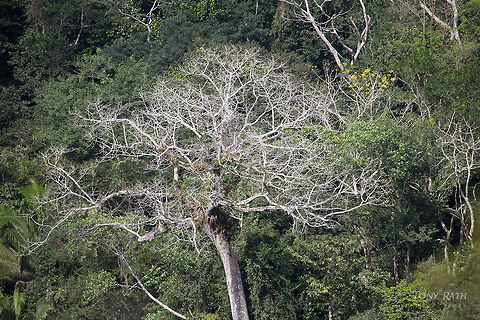 Ceiba Tree Ceiba Tree with harpy eagle nest, Bladen Nature Reserve, Belize BNR,Belize,Bladen,Bladen Nature Reserve,Ya'axche,Ya'axch&egrave;,rainforest