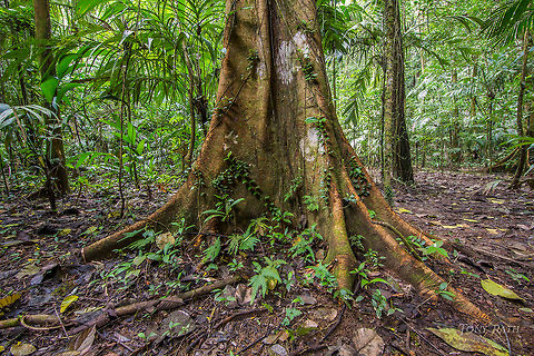 Buttress Roots Buttress roots on unknown tree, Bladen Nature Reserve, Belize BNR,Belize,Bladen,Bladen Nature Reserve,Ceiba pentandra,Ya'axche,Ya'axchè,rainforest