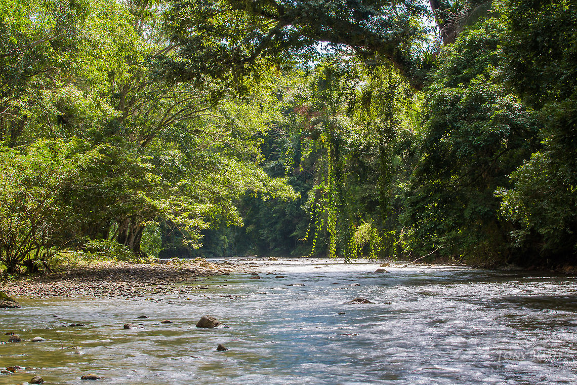 Bladen River The Bladen River in the Bladen Nature Reserve, Belize BNR,Belize,Bladen,Bladen Nature Reserve,Ya'axche,Ya'axch&egrave;,rainforest