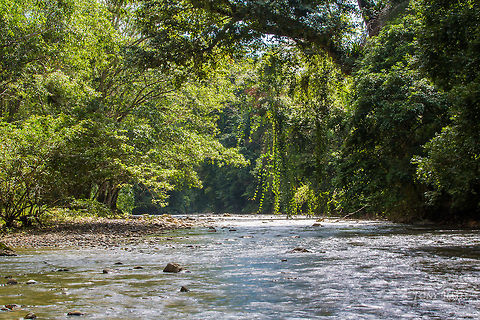 Bladen River The Bladen River in the Bladen Nature Reserve, Belize BNR,Belize,Bladen,Bladen Nature Reserve,Ya'axche,Ya'axchè,rainforest