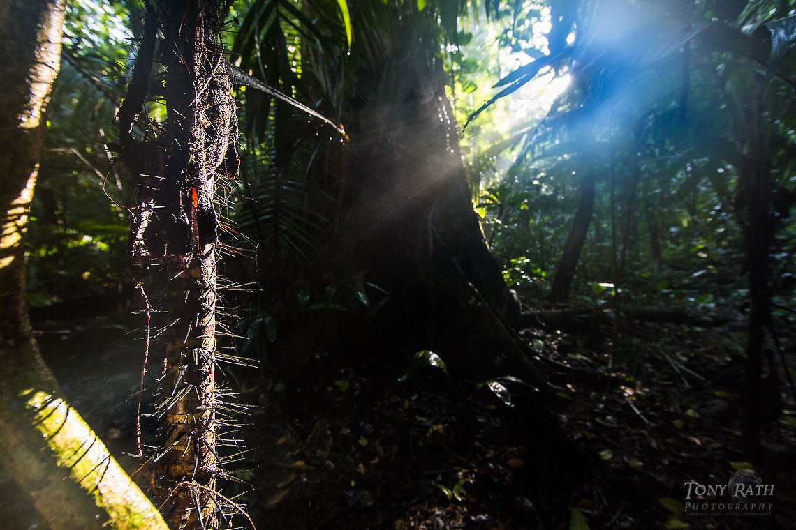 Spiny Palm Spiny palm in the Bladen Nature Reserve, Belize BNR,Belize,Bladen,Bladen Nature Reserve,Ya'axche,Ya'axch&egrave;,rainforest