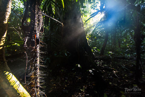 Spiny Palm Spiny palm in the Bladen Nature Reserve, Belize BNR,Belize,Bladen,Bladen Nature Reserve,Ya'axche,Ya'axchè,rainforest
