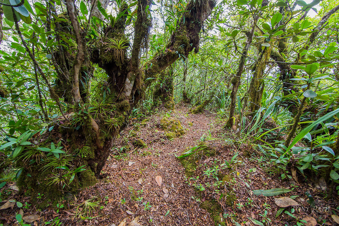 Elfin Forest Elfin Forest at the summit of the Outlier, Cockscomb Basin Wildlife Sanctuary, Belize Belize,CBWS,Cockscomb Basin Wildlife Sanctuary,Elfin Forest,Outlier