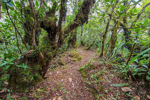 Elfin Forest Elfin Forest at the summit of the Outlier, Cockscomb Basin Wildlife Sanctuary, Belize Belize,CBWS,Cockscomb Basin Wildlife Sanctuary,Elfin Forest,Outlier