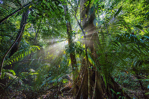 Sunlight through forest, Bladen Nature Reserve, Belize Sunlight through forest, Bladen Nature Reserve, Belize BNR,Belize,Bladen,Bladen Nature Reserve,Ceiba pentandra,Ya'axche,Ya'axchè,rainforest