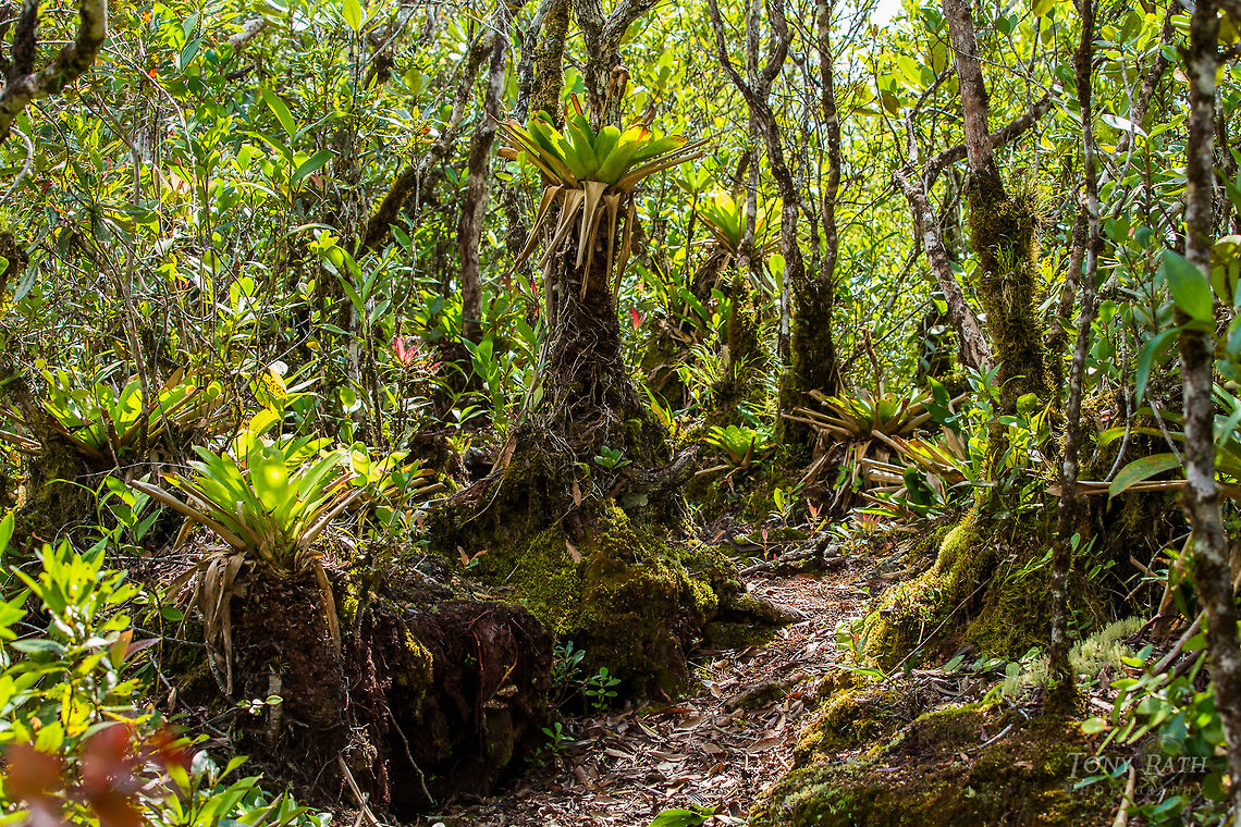 Elfin Forest Elfin Forest at the summit of the Outlier, Cockscomb Basin Wildlife Sanctuary, Belize Belize,CBWS,Cockscomb Basin Wildlife Sanctuary,Elfin Forest,Outlier
