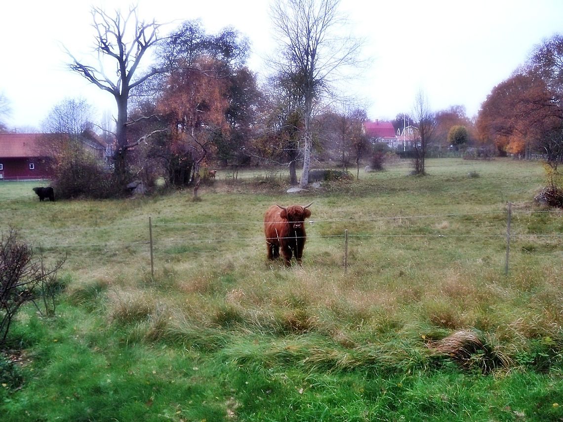 Swedish_Buffalo Took this photo last summer season in southern Sweden Bos primigenius taurus,Cattle,Swedish Buffalo