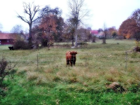 Swedish_Buffalo Took this photo last summer season in southern Sweden Bos primigenius taurus,Cattle,Swedish Buffalo