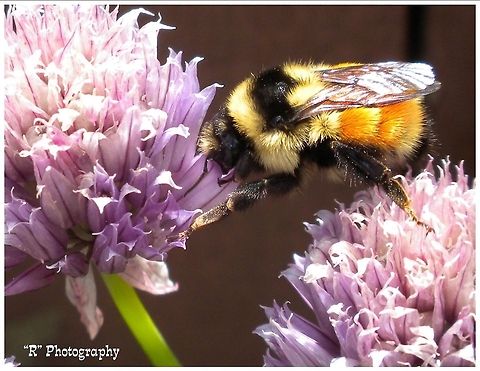 orange-belted bumblebee Bombus ternarius or orange-belted bumblebee collecting nectar from a red clover flower.  Bombus ternarius,Geotagged,United States