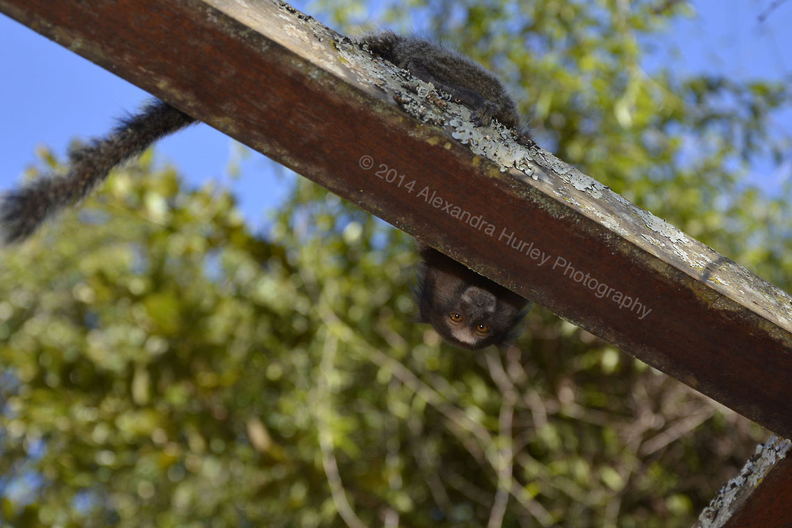 Curious Sagui Photo taken while visiting my parents summer house in Brazil. These little species were wondering around the property when I spotted them.<br />
Info: <br />
NIKON D7100 - 1/250 sec;   f/5.0;   ISO 200 - 8.0-105.0 mm f/3.5-5.6 - Focal Lens: 50.0 mm  Alexandra Hurley Photography,Black-tufted marmoset,Callithrix penicillata