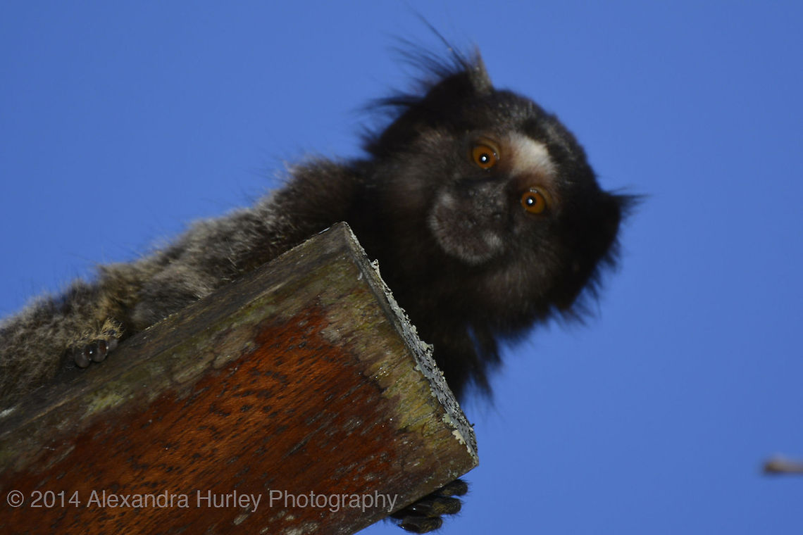 Sagui Photo taken while visiting my parents summer house in Brazil. This little guy was very intrigued with the camera click when I shoot this image.<br />
Info:<br />
NIKON D7100 - 18.0-105.0 mm f/3.5-5.6 - 1/250 sec;   f/5.6;   ISO 125 - Focal Lenght:105.0 mm   Alexandra Hurley Photography,Black-tufted marmoset,Callithrix jacchus,Callithrix penicillata,Common marmoset