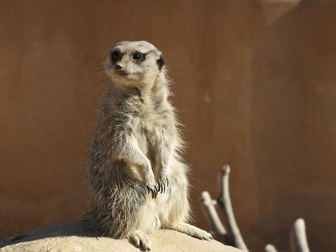 Keeping Watch A Meerkat keeping watch for his family and friends!  Meerkat,Suricata suricatta