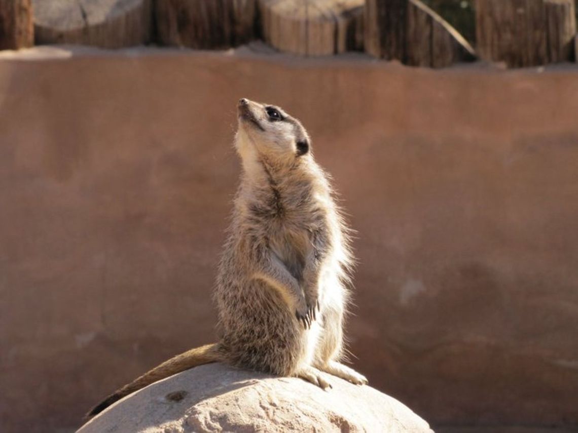 Someone is near A meerkat sensing possible danger. Meerkat,Suricata suricatta