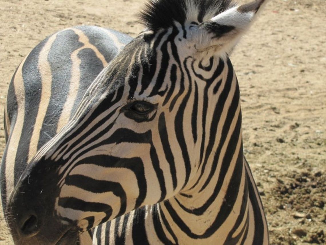 Zebra Soon-to-be mommy This zebra was pregnant and ready to pop! She was due the very next day after this photo was taken. Equus quagga,Plains zebra,Zebra