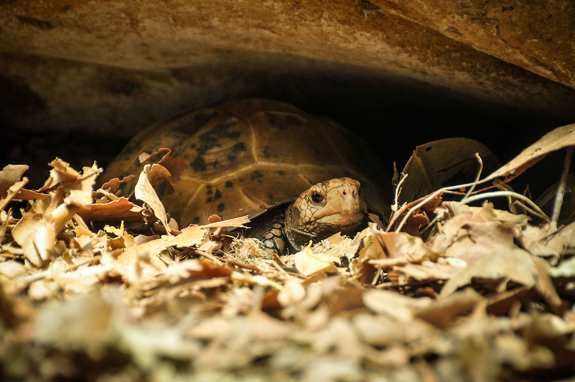 Hidden Taken in The Sydney, Australia Zoo Nature,Zoo