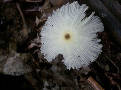 sporophyte very rare fungus Fungus