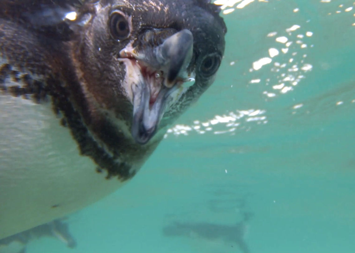 Galapagos Penguin Just off Isabella Island you can swim with the penguins, an amazing experience. Galapagos penguin,Spheniscus mendiculus