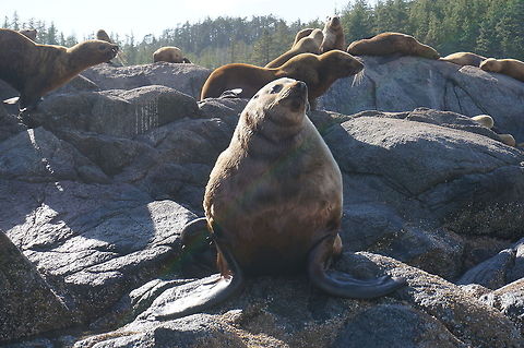 Basking King Sea lion A male Sea lion showing its rain on all the other younger sea lions. A beautiful brown and amazing creature. California sea lion,Canada,Geotagged,Zalophus californianus