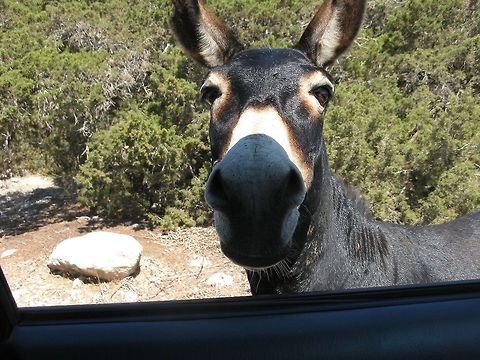 Donkey stares in camera  Donkey,Equus africanus asinus