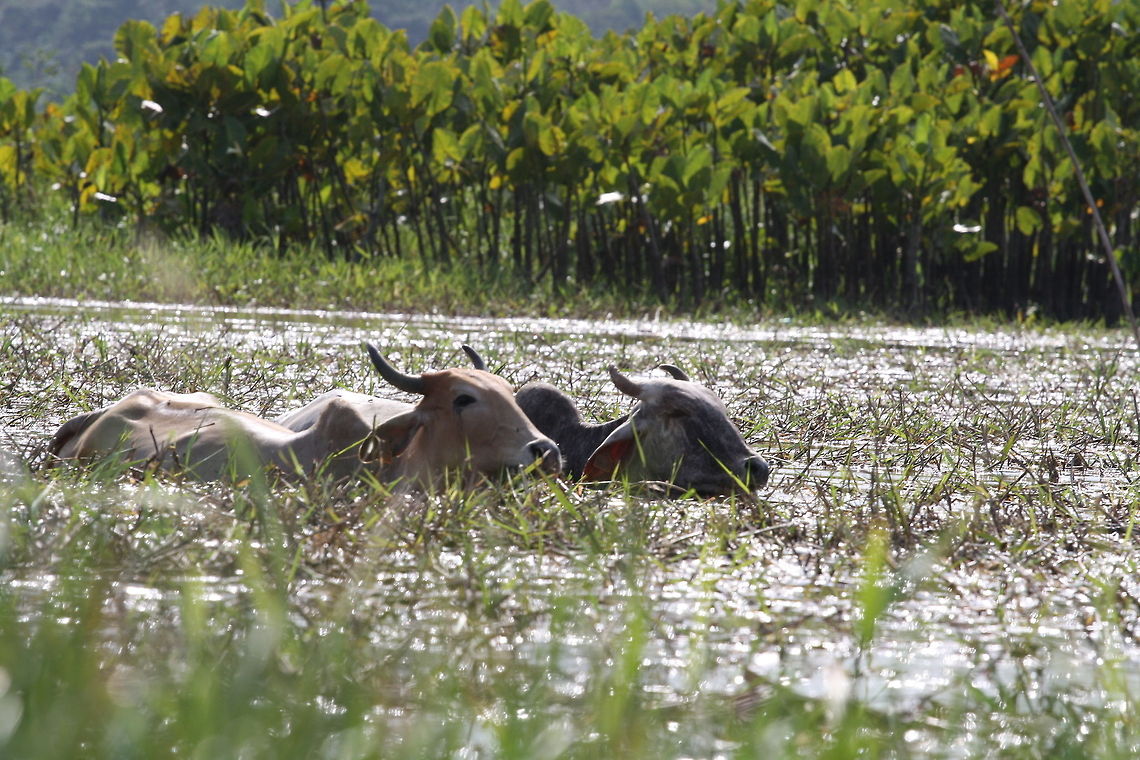 Cows in the Water  Bos primigenius taurus,Cattle
