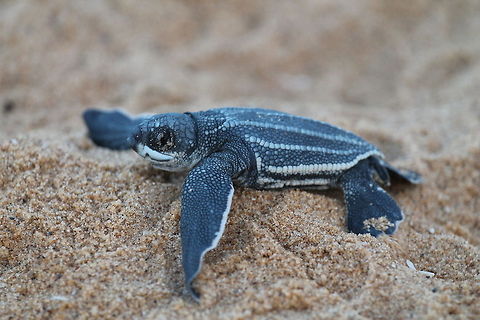 Baby Turtle  Dermochelys coriacea,French Guiana,Geotagged,Leatherback sea turtle,Turtle