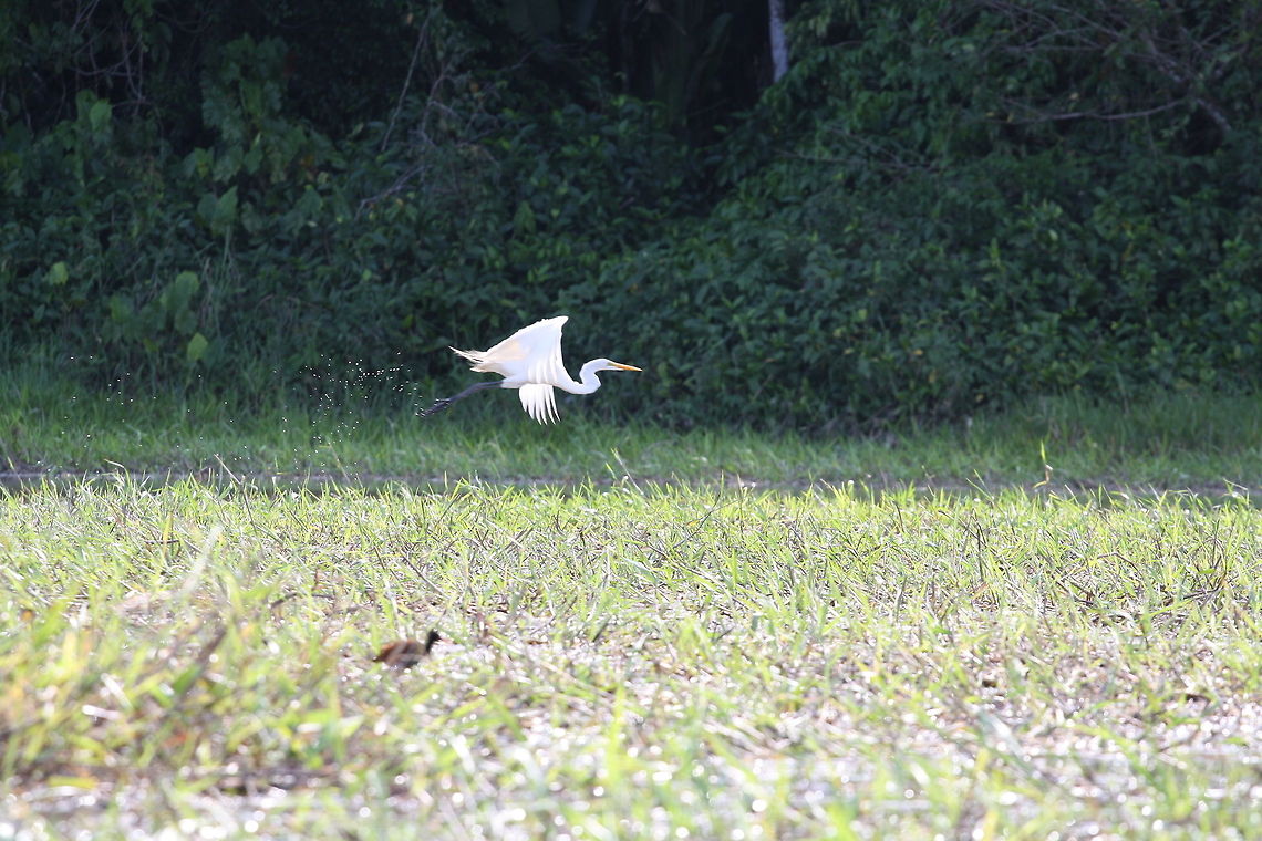 Take off  Ardea alba,French Guiana,Geotagged,Great egret