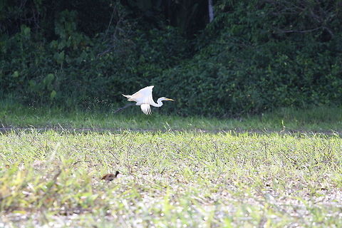 Take off  Ardea alba,French Guiana,Geotagged,Great egret