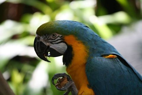 Lunch Time  Ara ararauna,Blue-and-Yellow Macaw,French Guiana,Geotagged