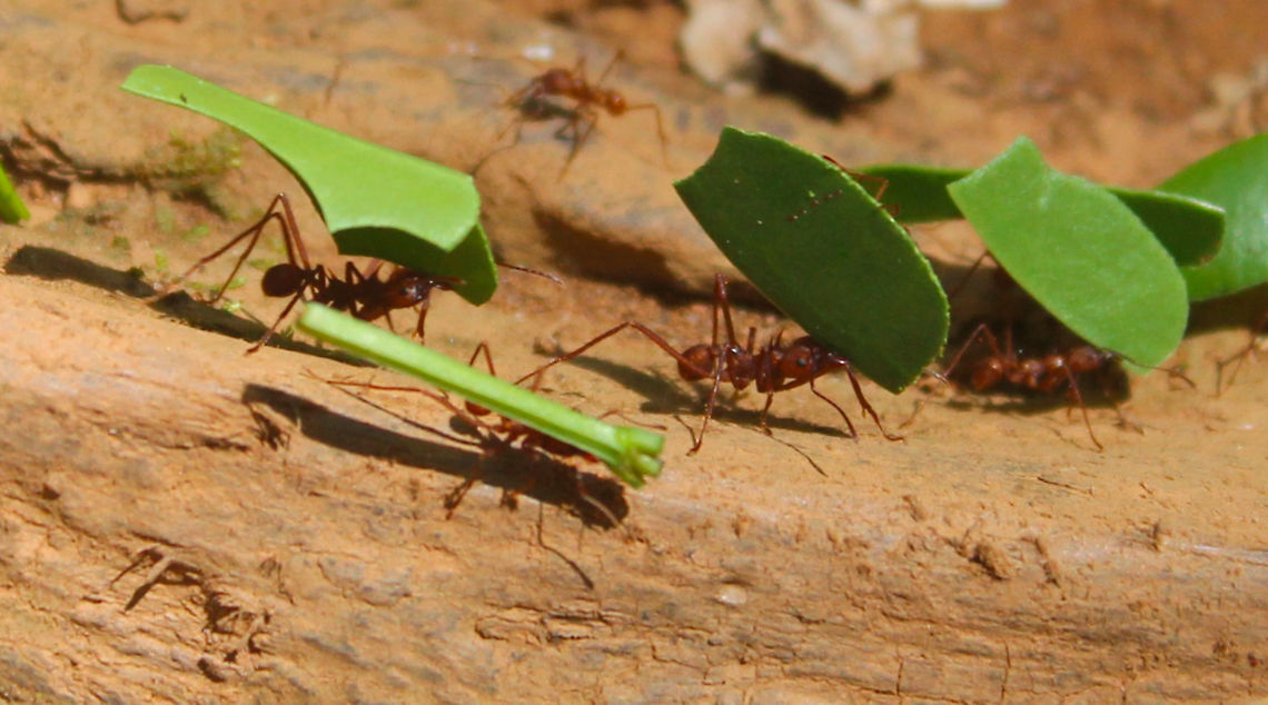 Ants At Work  French Guiana,Geotagged