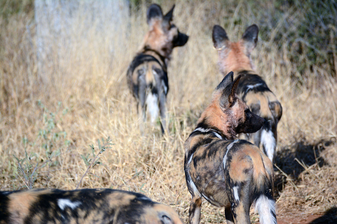 KJL_7199  African wild dog,Lycaon pictus