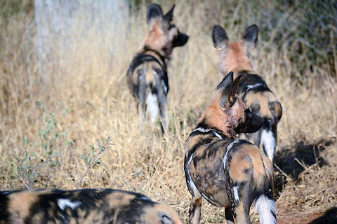 KJL_7199  African wild dog,Lycaon pictus