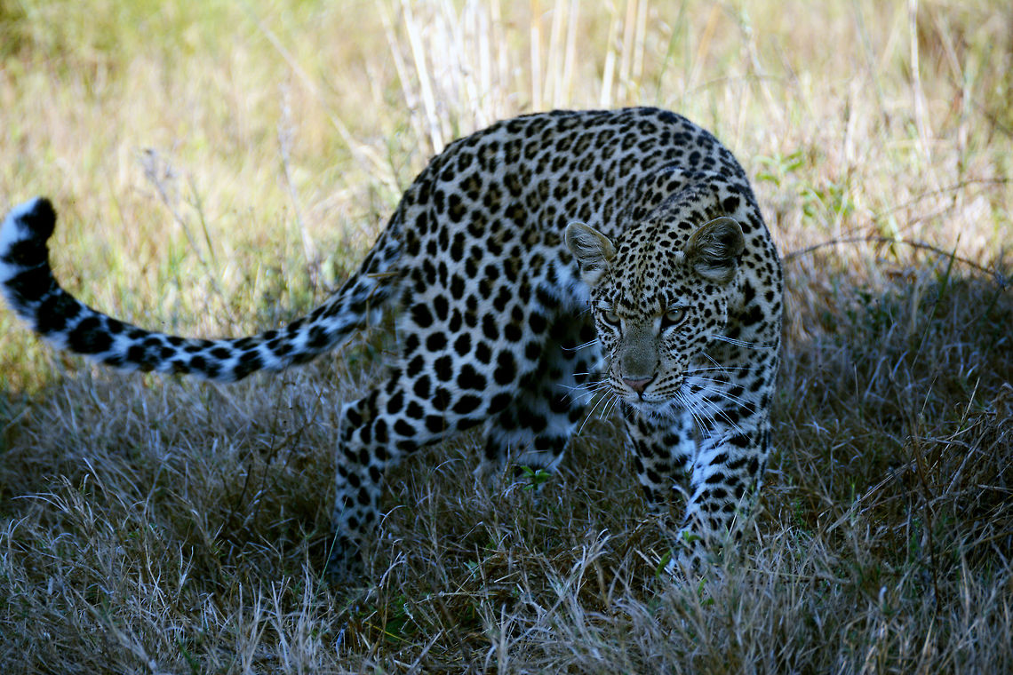 KJL_8417  Leopard,Panthera pardus