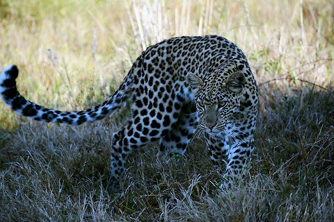 KJL_8417  Leopard,Panthera pardus