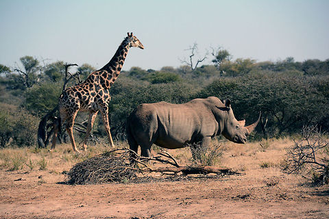 KJL_7657  Giraffa camelopardalis,Giraffe