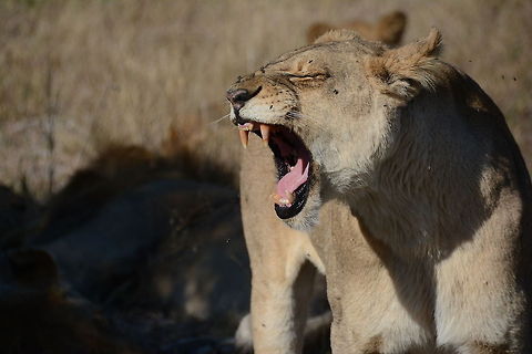 KJL_8120  Lion,Panthera leo