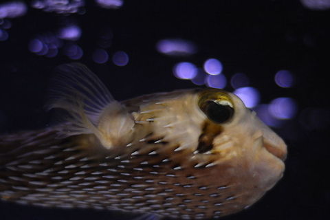 KJL_4444  Diodon holocanthus,Longspined porcupinefish
