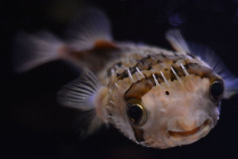 KJL_4449  Diodon holocanthus,Longspined porcupinefish