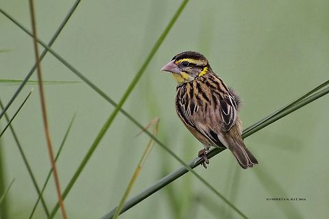 STREAKED WEAVER MALE streaked weaver male on a perch Ploceus manyar,Streaked weaver,wildbird