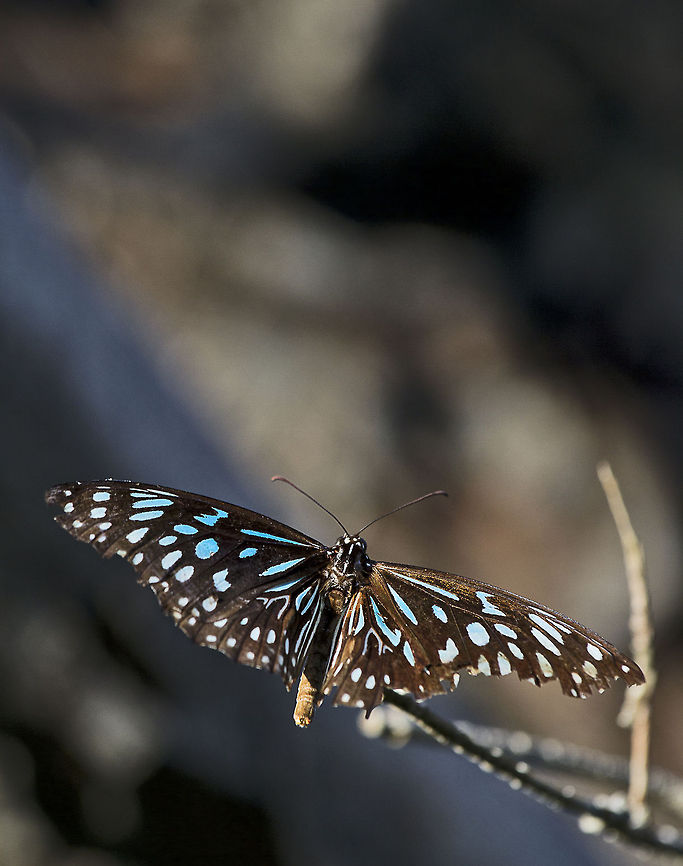 Blue Tiger  Tirumala hamata