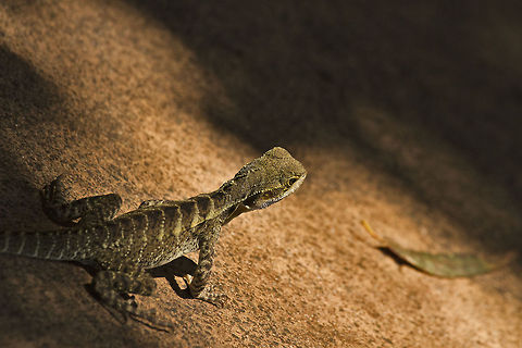 _MG_9113  Physignathus lesueurii,Water dragon