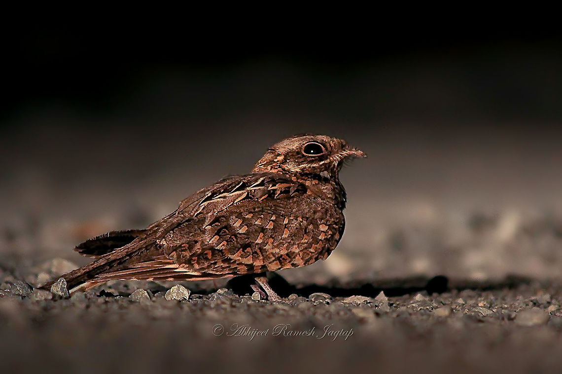 Indian Nightjar If you are in the habitat of this bird, then you just wait a little post dusk period, and you are getting the calls of this bird for sure. So when am surveying in scrublands, I always take my last transect and then wait for nocturnal birds; especially Nightjars. During this incidence, I heard the calls, me and my team waited patiently. We were immediately rewarded when the bird started its activities of catching insects, and there when it sat on the road/vehicle track, we had the bird in car&#039;s head light. This is when we had a small window to take record shots.<br />
After taking the records, how did we drive when we had a bird sitting on a vehicle track? You just flicker your head lamps and bird flies away immediately. Well this is our experience with nightjar encounters and also with owls. Abhijeet Jagtap,Abhijeet Ramesh Jagtap,Biodiversity,Birding,Birds of India,Caprimulgus asiaticus,Geotagged,Gulbarga,Incredible India,India,Indian Birds,Indian Nightjar,Indian Wildlife,Indian nightjar,Karnataka,Nightjar,Wild India,Wild Karnataka,abhitap,abhitap1991