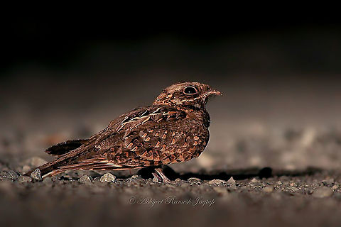 Indian Nightjar If you are in the habitat of this bird, then you just wait a little post dusk period, and you are getting the calls of this bird for sure. So when am surveying in scrublands, I always take my last transect and then wait for nocturnal birds; especially Nightjars. During this incidence, I heard the calls, me and my team waited patiently. We were immediately rewarded when the bird started its activities of catching insects, and there when it sat on the road/vehicle track, we had the bird in car's head light. This is when we had a small window to take record shots.
After taking the records, how did we drive when we had a bird sitting on a vehicle track? You just flicker your head lamps and bird flies away immediately. Well this is our experience with nightjar encounters and also with owls. Abhijeet Jagtap,Abhijeet Ramesh Jagtap,Biodiversity,Birding,Birds of India,Caprimulgus asiaticus,Geotagged,Gulbarga,Incredible India,India,Indian Birds,Indian Nightjar,Indian Wildlife,Indian nightjar,Karnataka,Nightjar,Wild India,Wild Karnataka,abhitap,abhitap1991